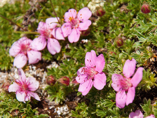 Pink Beauty Potentilla Shrub (1 Gal)- Numerous coral-pink flowers add a simply beautiful depth to landscapes.