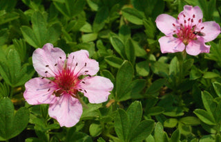 Pink Beauty Potentilla Shrub (1 Gal)- Numerous coral-pink flowers add a simply beautiful depth to landscapes.