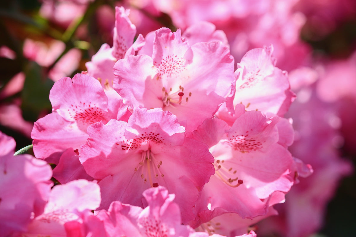 PJM Compact Rhododendron Shrub (1 Gal)- Profuse lavender blossoms ligh ...