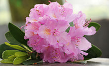 PJM Compact Rhododendron Shrub (1 Gal)- Profuse lavender blossoms light up across green foliage. Very cold hardy!