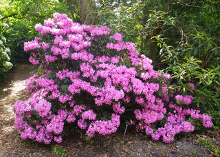 PJM Compact Rhododendron Shrub (1 Gal)- Profuse lavender blossoms light up across green foliage. Very cold hardy!