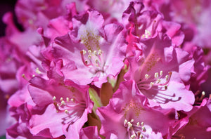 PJM Compact Rhododendron Shrub (1 Gal)- Profuse lavender blossoms light up across green foliage. Very cold hardy!