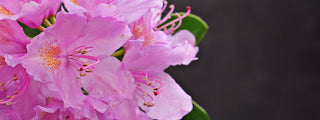 PJM Compact Rhododendron Shrub (1 Gal)- Profuse lavender blossoms light up across green foliage. Very cold hardy!