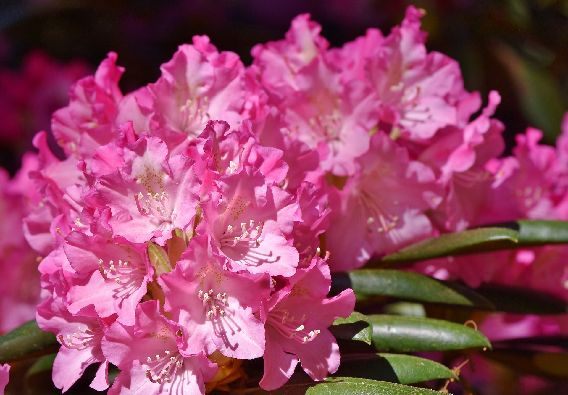 Compact Pacific Rhododendron PJM Compact Rhododendron Shrub (1 Gal)- Profuse lavender blossoms ligh ...