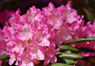 PJM Compact Rhododendron Shrub (1 Gal)- Profuse lavender blossoms light up across green foliage. Very cold hardy!
