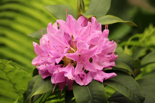 PJM Compact Rhododendron Shrub (1 Gal)- Profuse lavender blossoms light up across green foliage. Very cold hardy!