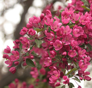 Prairie Fire Crabapple Tree - Uniquely colored magenta blossoms in spring give way to light purple foliage in summer. (2 years old and 3-4 feet tall.)