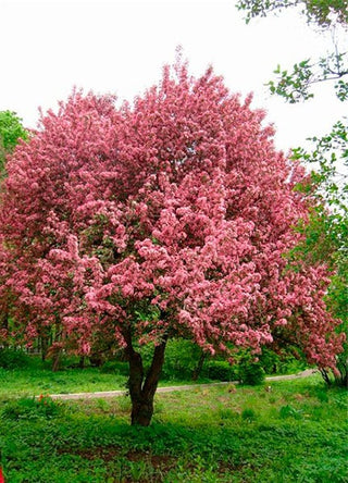 Prairie Fire Crabapple Tree - Uniquely colored magenta blossoms in spring give way to light purple foliage in summer. (2 years old and 3-4 feet tall.)