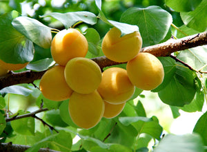 Dwarf Puget Gold Apricot Tree - Easiest growing apricot tree! (2 years old and 3-4 feet tall)
