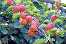 Dwarf Puget Gold Apricot Tree - Easiest growing apricot tree! (2 years old and 3-4 feet tall)