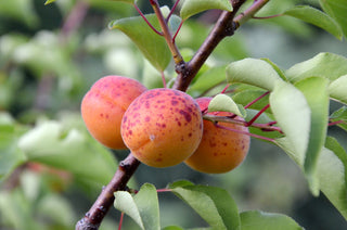 Dwarf Puget Gold Apricot Tree - Easiest growing apricot tree! (2 years old and 3-4 feet tall)