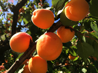 Dwarf Puget Gold Apricot Tree - Easiest growing apricot tree! (2 years old and 3-4 feet tall)
