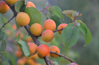 Dwarf Puget Gold Apricot Tree - Easiest growing apricot tree! (2 years old and 3-4 feet tall)