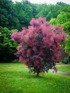 Royal Purple Smokebush (1 Gallon) - Bright colorful plumes rising out of foliage provide a rare and dramatic smokey effect!