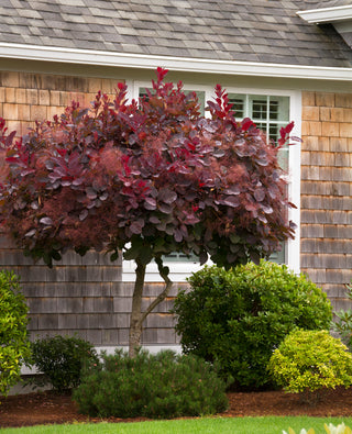 Royal Purple Smokebush (1 Gallon) - Bright colorful plumes rising out of foliage provide a rare and dramatic smokey effect!