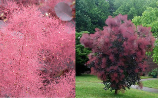 Royal Purple Smokebush (1 Gallon) - Bright colorful plumes rising out of foliage provide a rare and dramatic smokey effect!
