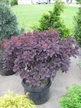 Royal Purple Smokebush (1 Gallon) - Bright colorful plumes rising out of foliage provide a rare and dramatic smokey effect!