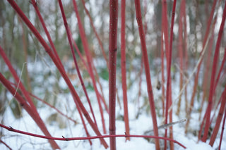 Red Twig Dogwood Shrub (1 Gallon) - This adaptable native boasts gorgeous firey-red winter stems and huge white spring flowers.