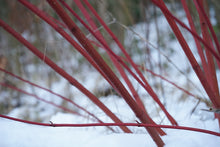 Red Twig Dogwood Shrub (1 Gallon) - This adaptable native boasts gorgeous firey-red winter stems and huge white spring flowers.