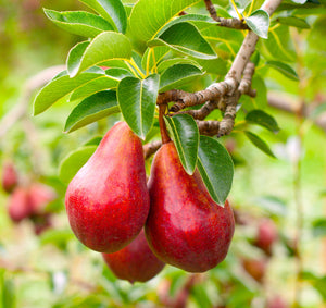 Dwarf Red Bartlett Pear Tree - Bright red, sweeter, juicier, and improved Bartlett! (2 years old and 3-4 feet tall.)