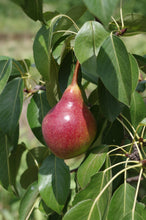 Dwarf Red Bartlett Pear Tree - Bright red, sweeter, juicier, and improved Bartlett! (2 years old and 3-4 feet tall.)