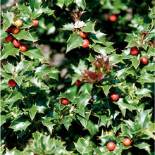 Red Beauty Holly (1 Gallon) - Symmetrical grower with rich glossy leaves and abundant bright red berries!