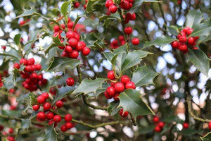 Red Beauty Holly (1 Gallon) - Symmetrical grower with rich glossy leaves and abundant bright red berries!