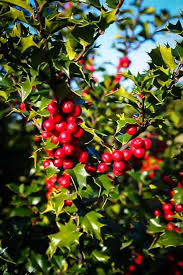 Red Beauty Holly (1 Gallon) - Symmetrical grower with rich glossy leaves and abundant bright red berries!