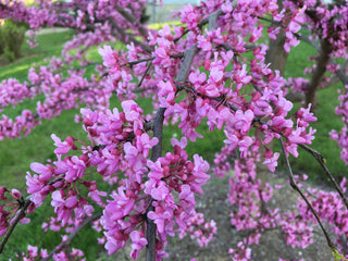 Eastern Redbud Tree - A breathtaking flowering native to North America! (2 years old and 3-4 feet tall.)