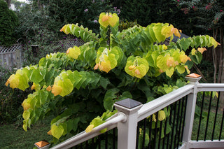 Eastern Redbud Tree - A breathtaking flowering native to North America! (2 years old and 3-4 feet tall.)