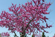 Eastern Redbud Tree - A breathtaking flowering native to North America! (2 years old and 3-4 feet tall.)