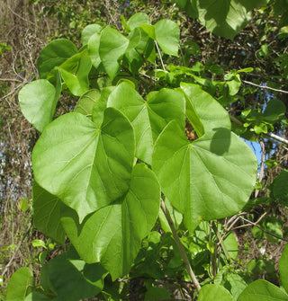 Eastern Redbud Tree - A breathtaking flowering native to North America! (2 years old and 3-4 feet tall.)