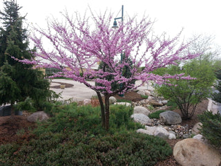 Eastern Redbud Tree - A breathtaking flowering native to North America! (2 years old and 3-4 feet tall.)