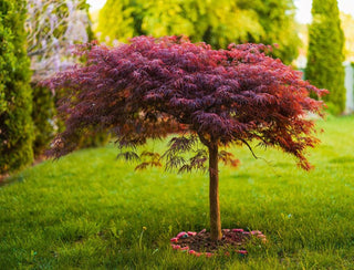3 Gal. Red Dragon Japanese Maple Tree with Intricate Lacy Purple Leaves