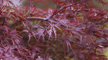 3 Gal. Red Dragon Japanese Maple Tree with Intricate Lacy Purple Leaves