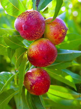 Red Gold Nectarine Tree - Deep red outside, sweet tangy flavor inside! (2 years old and 3-4 feet tall.)