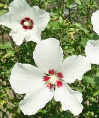 "Red Heart" Rose of Sharon Hibiscus (1 Gallon) - Exotic pure white blossoms with colorful a red splash in the heart of each flower! Deer-resistant, drought-tolerant, hardy to -15°.