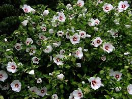 "Red Heart" Rose of Sharon Hibiscus (1 Gallon) - Exotic pure white blossoms with colorful a red splash in the heart of each flower! Deer-resistant, drought-tolerant, hardy to -15°.