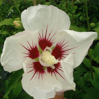 "Red Heart" Rose of Sharon Hibiscus (1 Gallon) - Exotic pure white blossoms with colorful a red splash in the heart of each flower! Deer-resistant, drought-tolerant, hardy to -15°.
