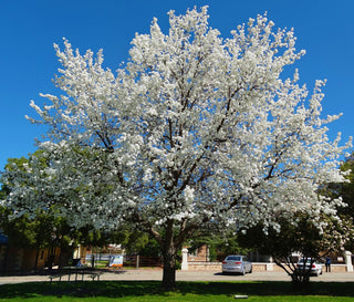 Redspire Flowering Pear Tree (Bare Root, 3 t. to 4 ft. Tall)
