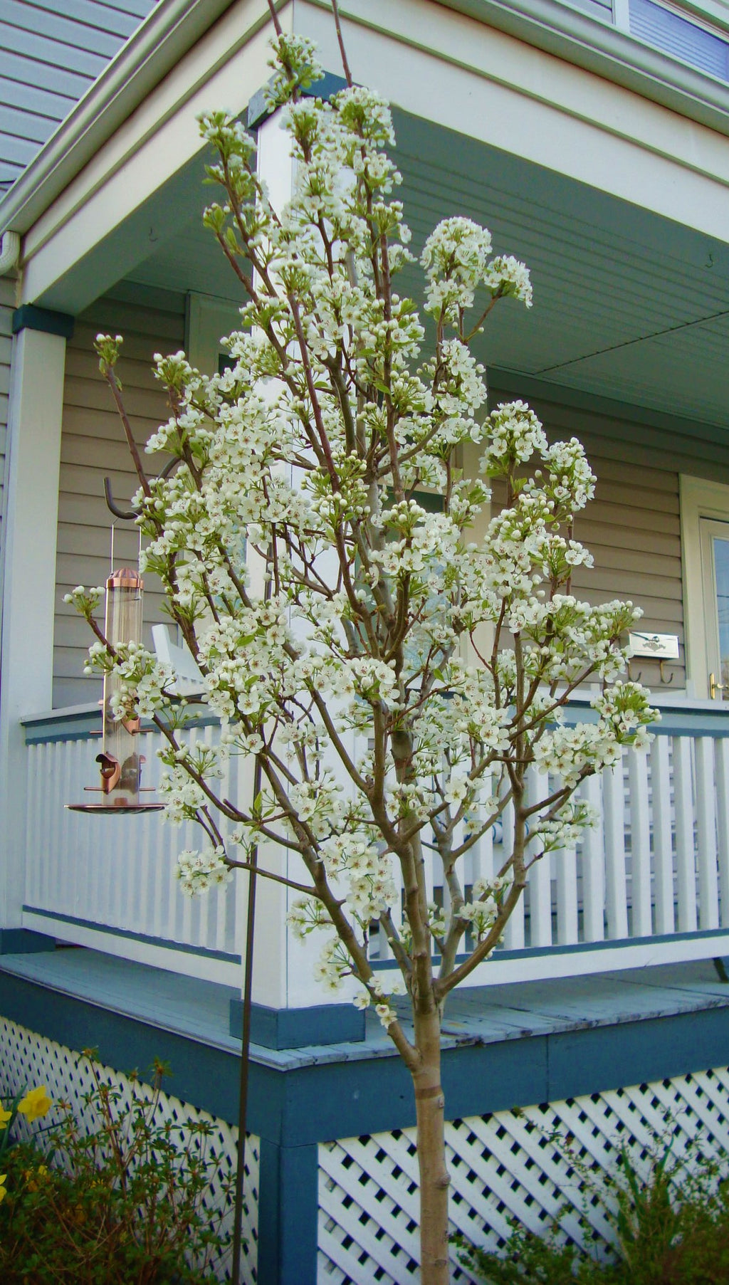 Redspire Flowering Pear Tree (Bare Root, 3 t. to 4 ft. Tall) – Online ...