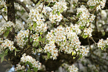 Redspire Flowering Pear Tree (Bare Root, 3 t. to 4 ft. Tall)