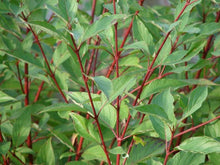 Red Twig Dogwood Shrub (1 Gallon) - This adaptable native boasts gorgeous firey-red winter stems and huge white spring flowers.