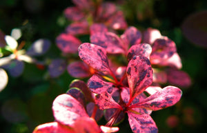 Rose Glow Barberry Shrub (1 Gal)- Deep purple foliage naturally mottled with rose-pink splashes!