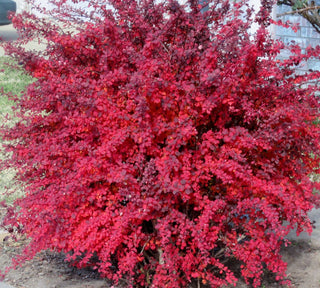 Rose Glow Barberry Shrub (1 Gal)- Deep purple foliage naturally mottled with rose-pink splashes!