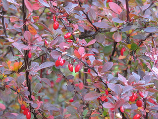 Rose Glow Barberry Shrub (1 Gal)- Deep purple foliage naturally mottled with rose-pink splashes!