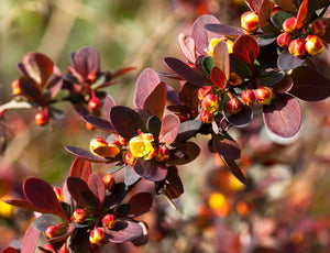 Rose Glow Barberry Shrub (1 Gal)- Deep purple foliage naturally mottled with rose-pink splashes!