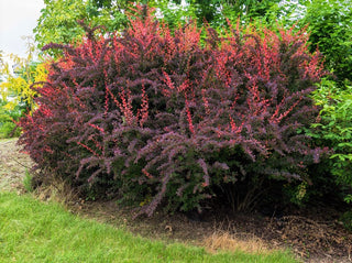 Rose Glow Barberry Shrub (1 Gal)- Deep purple foliage naturally mottled with rose-pink splashes!