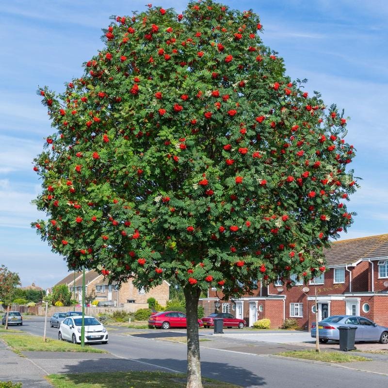 European Mountain Ash Tree (Rowan) - Bright orange berries grow in