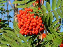 European Mountain Ash Tree (Rowan) - Bright orange berries grow in huge clusters!